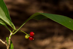 Psychotria pumila image