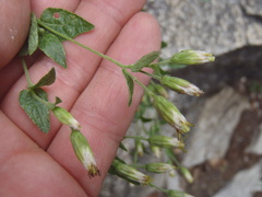 Brickellia parvula