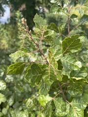 Rhus aromatica