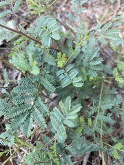 Vachellia farnesiana