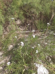 Cakile maritima