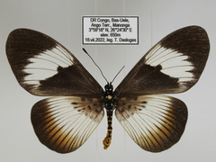 Acraea pseudeuryta