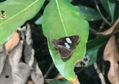 Notocrypta paralysos varians