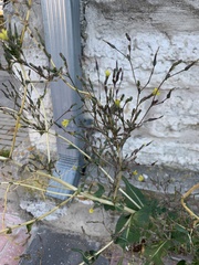Lactuca serriola
