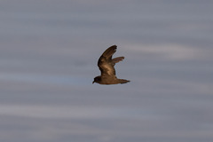 Hydrobates microsoma