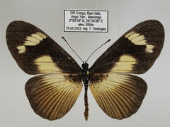 Acraea paragea