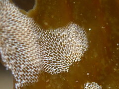 Membranipora membranacea