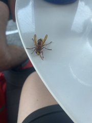 Vespa orientalis