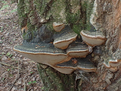 Phellinus igniarius