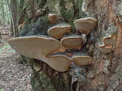 Phellinus igniarius