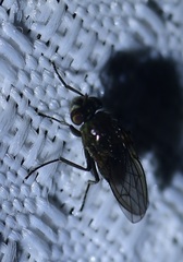 Ephydridae