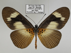 Acraea paragea