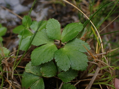 Ligusticum