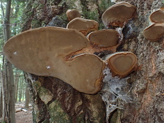 Phellinus igniarius