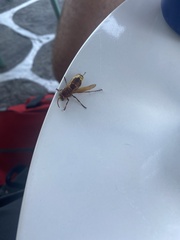 Vespa orientalis