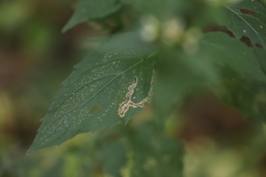 Liriomyza limopsis