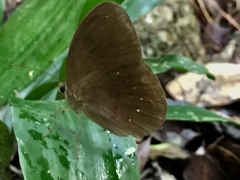 Faunis canens arcesilas