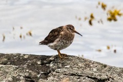 Calidris maritima