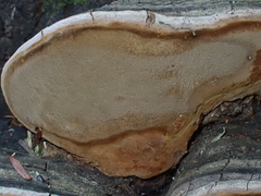 Phellinus igniarius