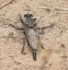 Proctacanthus milbertii