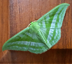 Mixochlora argentifusa