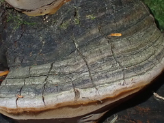 Phellinus igniarius