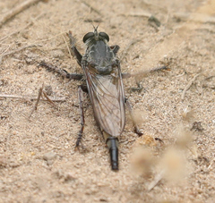 Proctacanthus milbertii