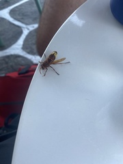 Vespa orientalis