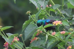 Cinnyris erythrocercus