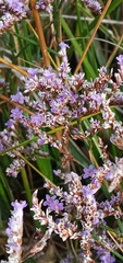 Limonium vulgare