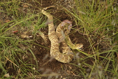 Crotalus scutulatus