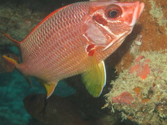 Sargocentron spiniferum