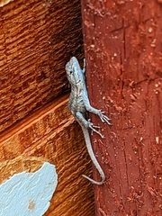 Sceloporus occidentalis