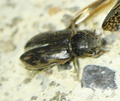 Heterocerus fenestratus