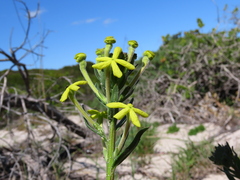 Lyperia lychnidea