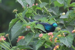 Cinnyris erythrocercus