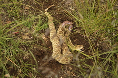 Crotalus scutulatus