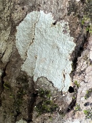 Lecanora hybocarpa