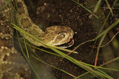 Crotalus scutulatus
