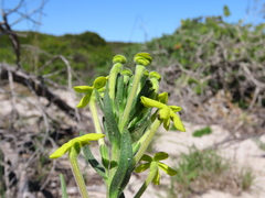 Lyperia lychnidea
