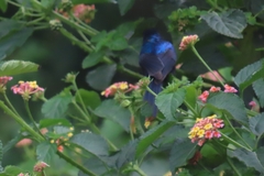 Cinnyris erythrocercus