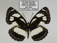 Neptis strigata kakamega