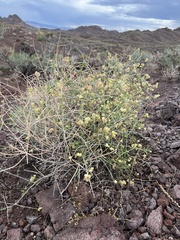 Scutellaria mexicana