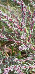 Suaeda maritima