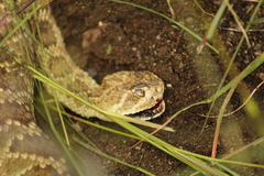 Crotalus scutulatus