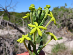 Lyperia lychnidea