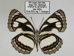 Neptis strigata kakamega