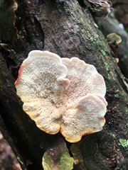 Phlebia incarnata image