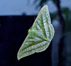 Mixochlora argentifusa