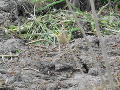Anthus lutescens